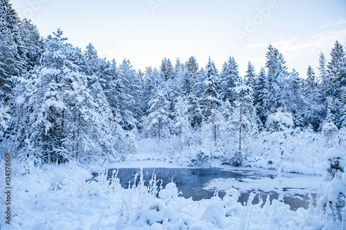 Frosted pine trees along frozen river, sunrise time