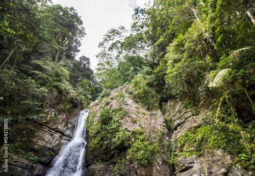 Rainforest Waterfall and Stream
