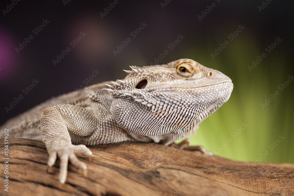 Fototapeta premium Pet, lizard Bearded Dragon on black background