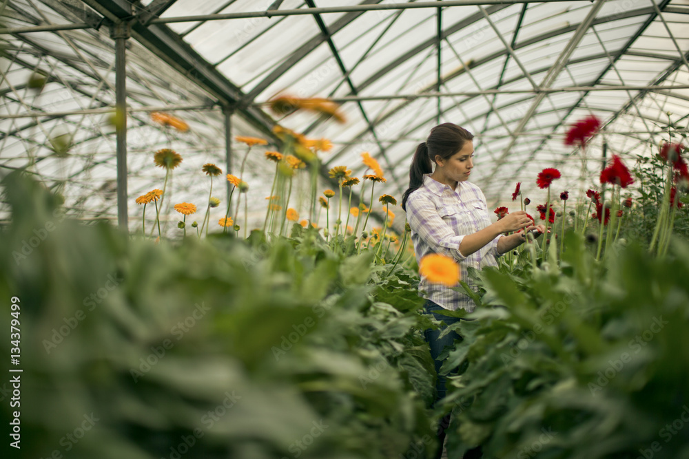 Teenage girl working in a greenhouse.