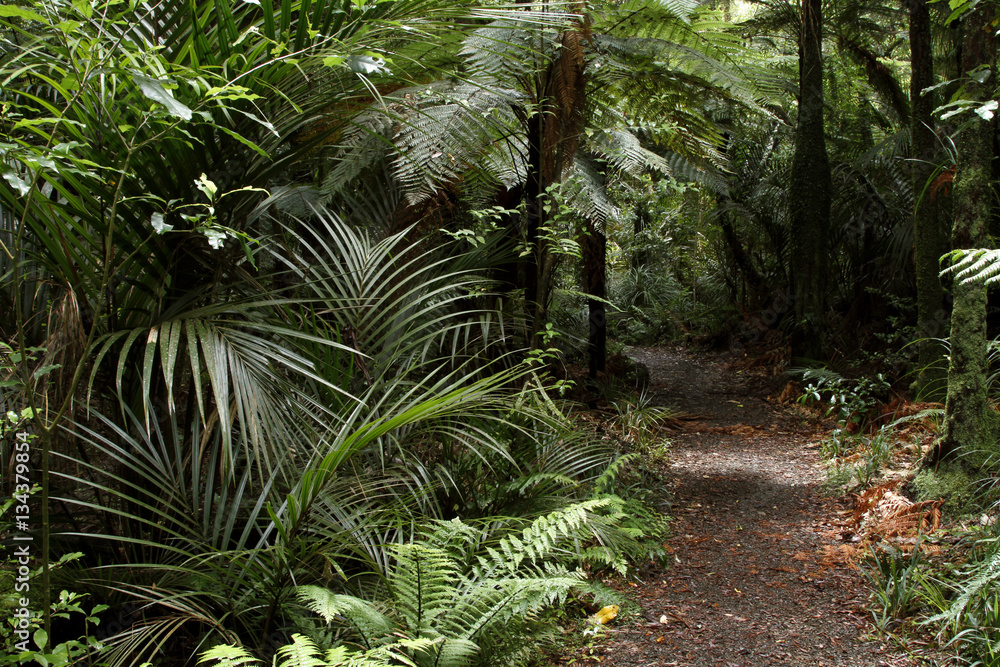 Fototapeta premium Walking trail in forest