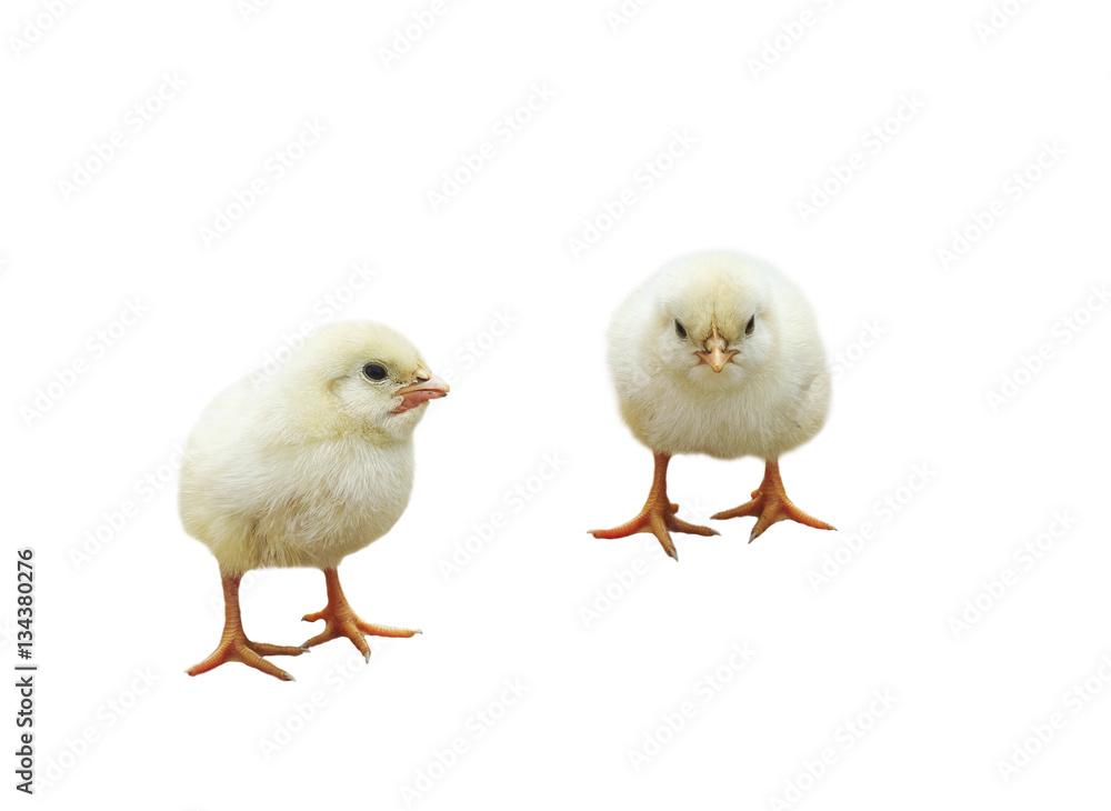 two little fluffy yellow chicken on white isolated background