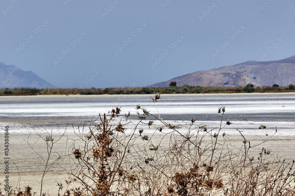 Thistles at the edge of the salt lake Alikes on the island of Kos in Greece.
