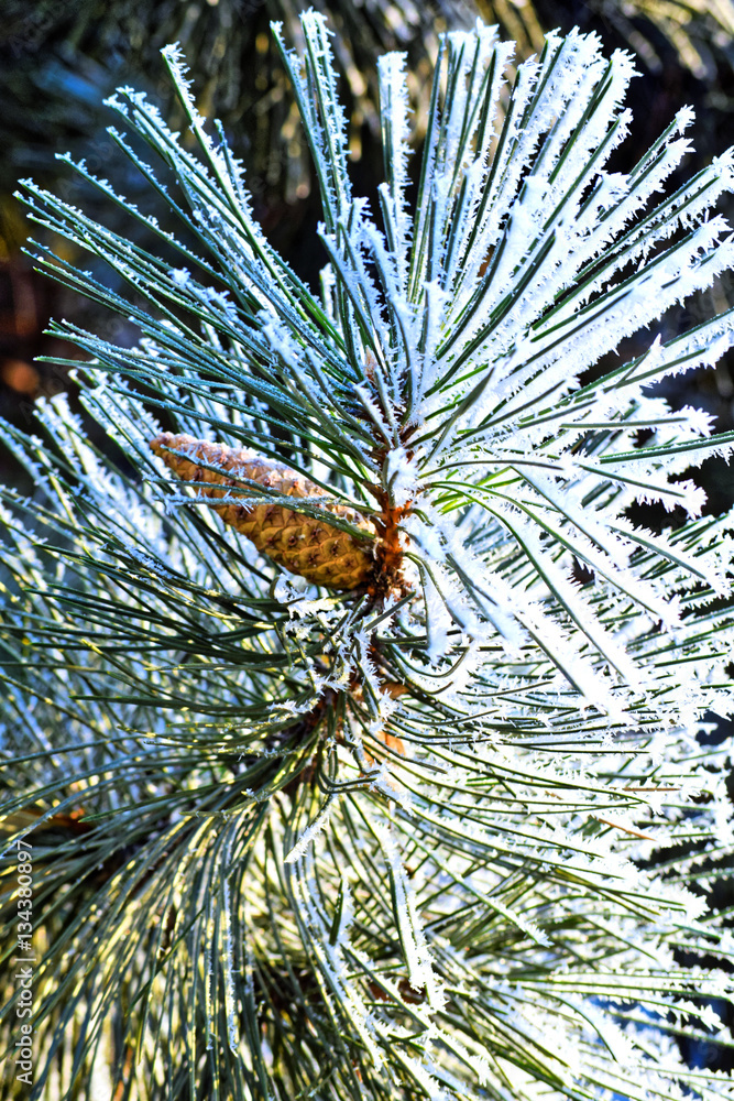 Fototapeta premium Macro photo. Winter forest. Still yellow leaves of the trees and bright green needles of the pine trees covered with snow and frost. Frozen trees under a bright blue winter sky