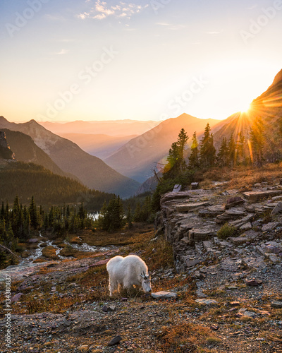 Mountain goat and setting sun in Glacier National Park photo