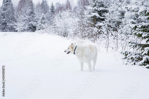 White dog in the white snow in winter day at hunting in the countryside forest. Dog is watching  listening  smelling and also feeling. Human s best friend.  