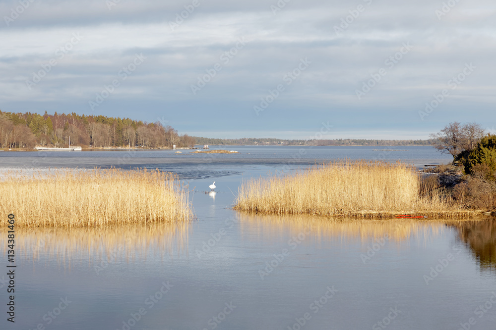 Archipelago, reed and a distant swan reflecting in the water