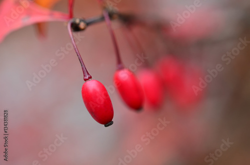 Dry red fruit