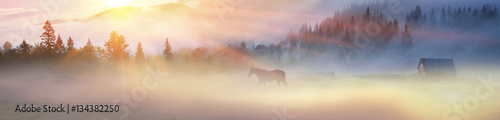 A horse grazes in the fog