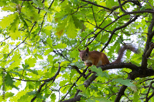 squirrel on the tree branch