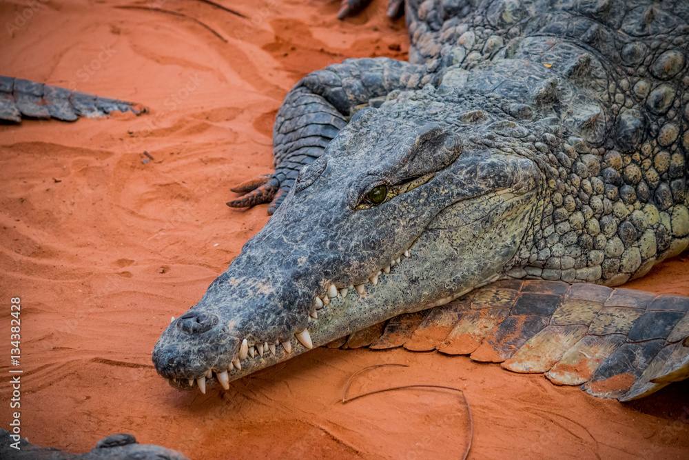 Obraz premium Crocodile du Nil