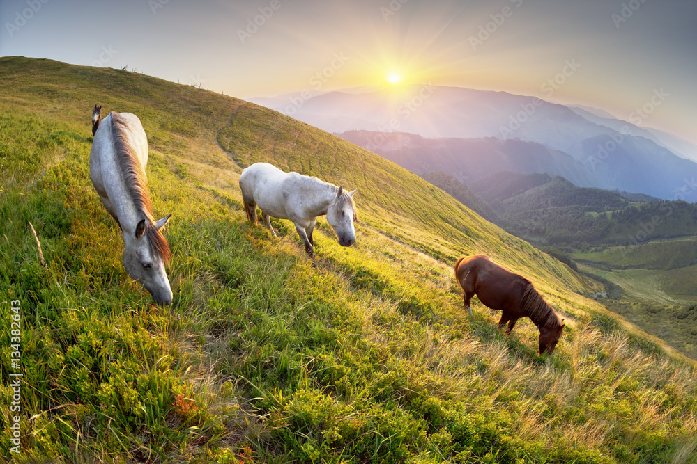 Obraz premium Horses and Sun