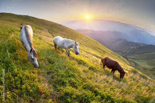 Fototapeta Naklejka Na Ścianę i Meble -  Horses and Sun