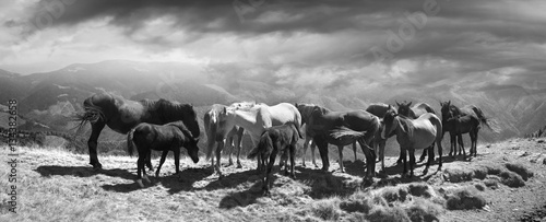 Canvas Print Horses on the mountain top