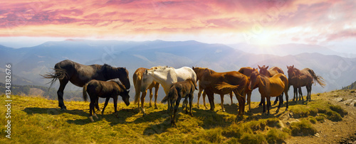 Horses on the mountain top © panaramka