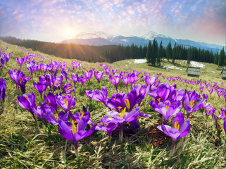 Wandcirkels Krokussen Krokussen in de Karpaten  © panaramka