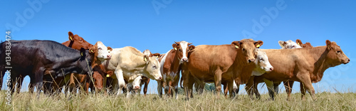 Rinderherde unterwegs auf einer Weide - Froschperspektive von der Seite, Banner © Countrypixel
