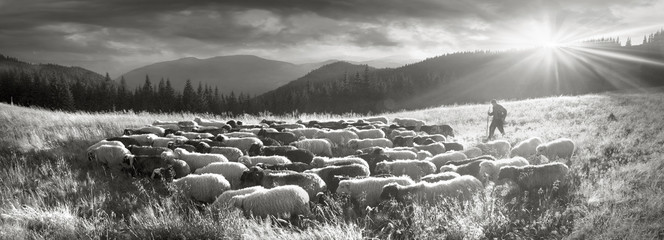 Black and white photo of sheep