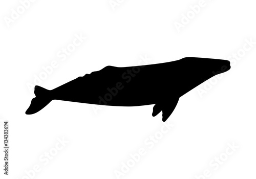 Silhouette of gray whale. Vector illustration isolated on white background.