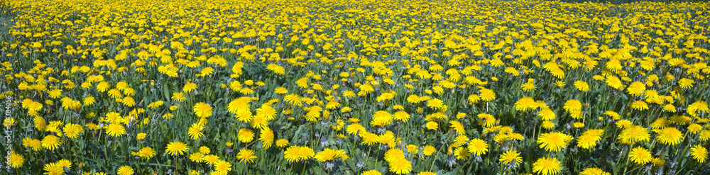 Fototapeta premium Dandelions on the lawn