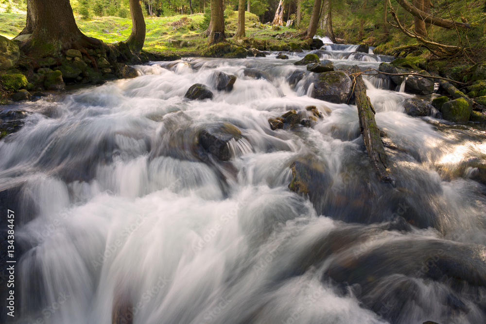 Carpathian River in the forest
