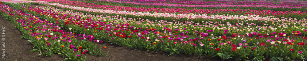 Tulips in the Carpathian region Tulips in the Carpathian region