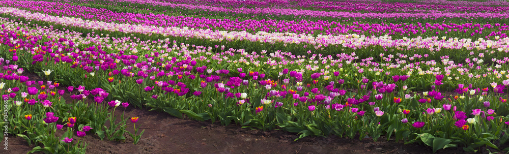 Tulips in the Carpathian region