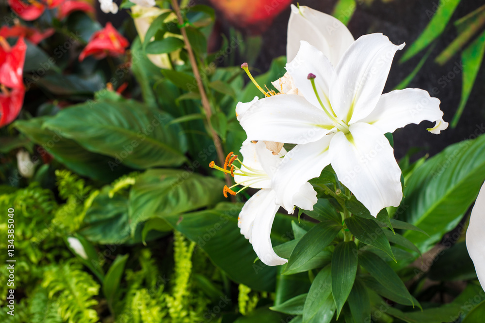 Fototapeta premium White lilly flower in garden