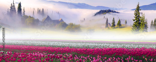 Slika na platnu Field of tulips in the Carpathians