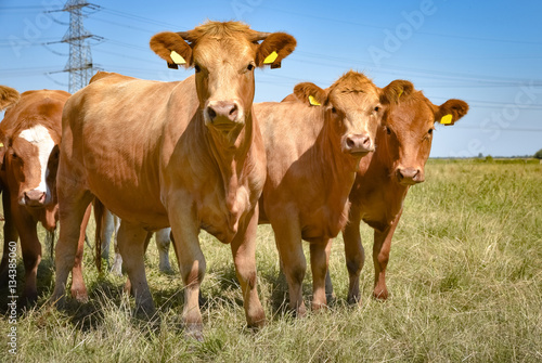 Extensive Rindermast - braune Rinder auf trockener Moorweide schauen neugierig