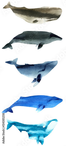 Watercolor sketch of whales. Illustration isolated on white background.