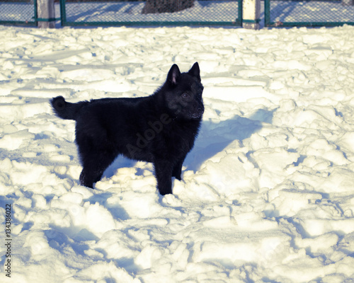 Dog Schipperke © Иван Василенко