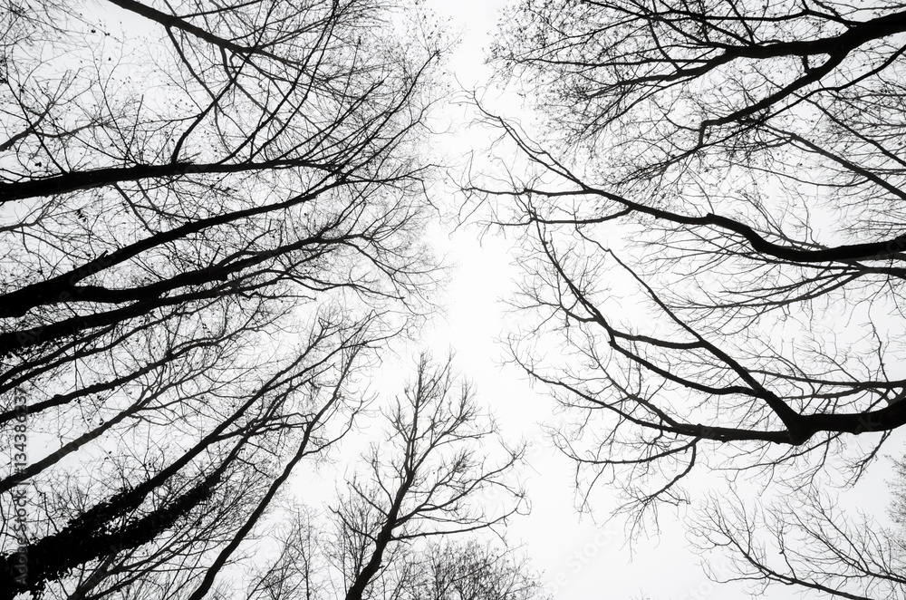 tree silhouettes against a cloudy sky tree silhouettes against a cloudy sky