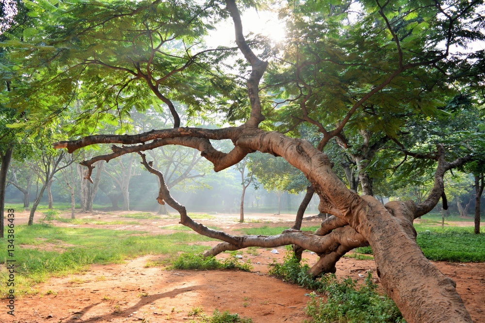 tree at park tree at park