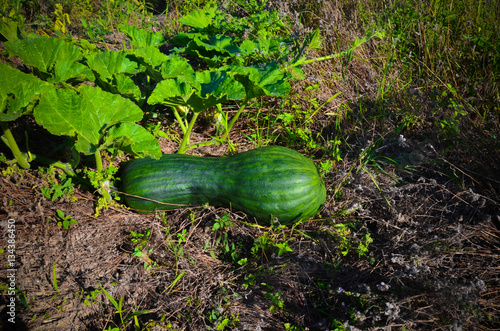 Latouche's Frog, Kuatun Rana latouchii butternut green pumpkin photo