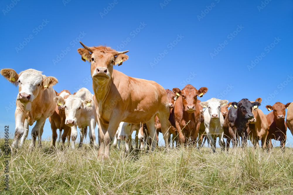 Extensive Rindfleischerzeugung - Fleischrinderherde auf einer Weide