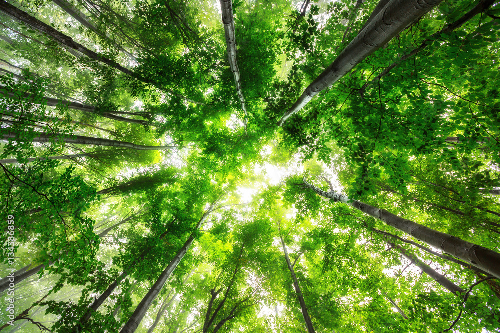 Fototapeta premium Piękna przyroda rano w mglistym wiosennym lesie ze słońcem