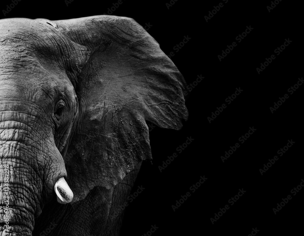 Fototapeta Słoń w czerni i bieli z ciemnym tłem