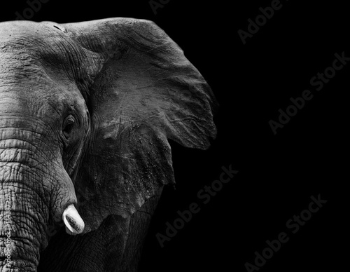 Elephant in black and white with a dark background