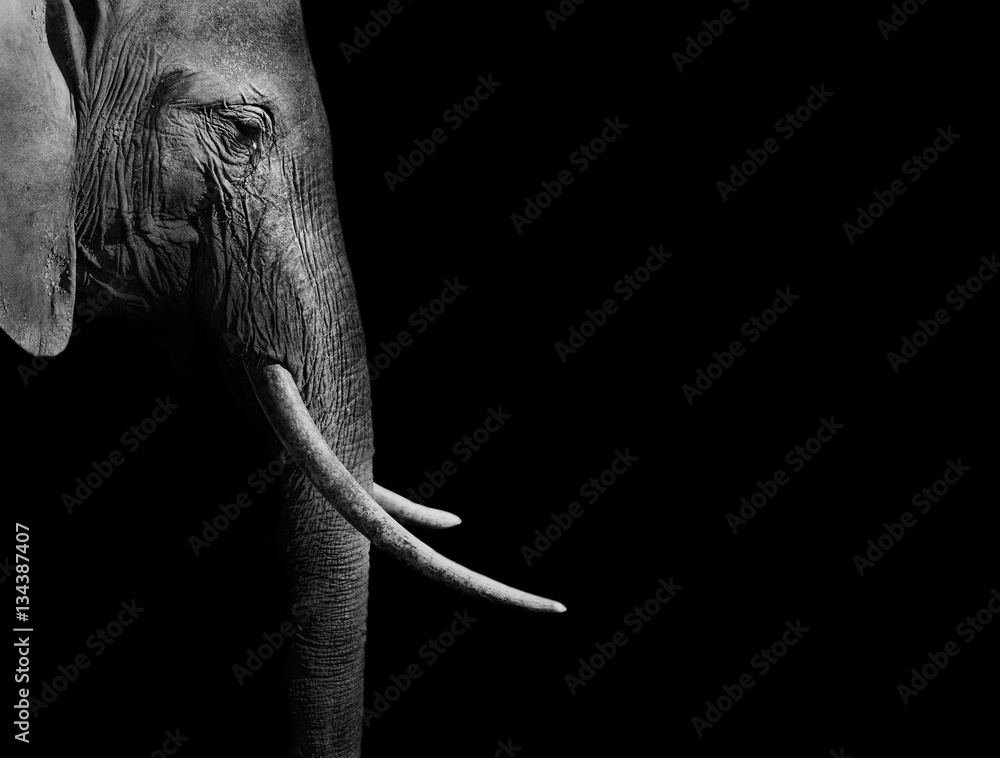 Obraz premium Słoń w czerni i bieli na ciemnym tle