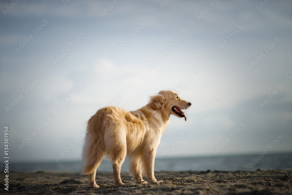 Dog standing on a beach. Dog standing on a beach.