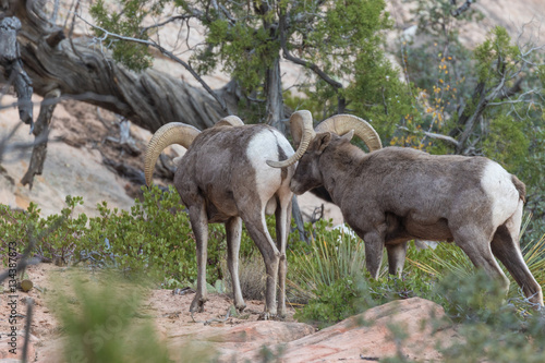 Desert Bighorn Sheep Rams in the Fall Rut