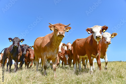 Weidehaltung - neugierige Fleischrinder auf einer trockenen Sommerweide