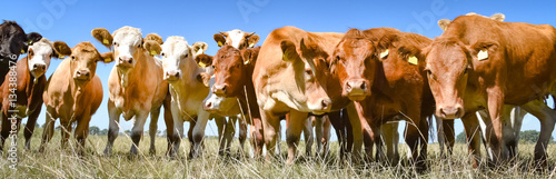 Braune, neugierige Fleischrinder stehen dicht gedrängt auf der Weide, Banner