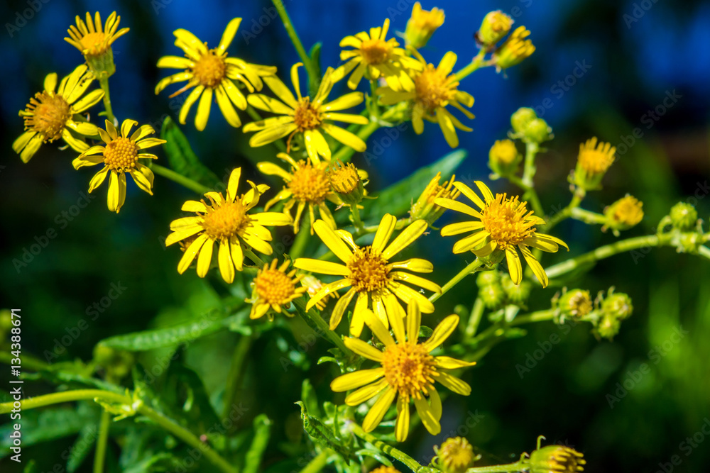 Obraz premium Photo of yellow flowers near blue lake