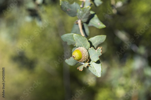 Foliage and acorns of Holm Oak, Quercus ilex. Photo taken in Ciudad Real Province, Spain
