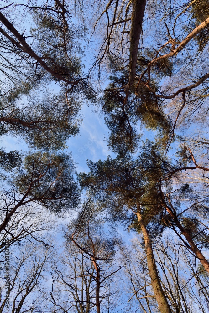 Fototapeta premium Les grands arbres vus de dessous en forêt de Saint-Amand-les-Eaux dans les hauts de France