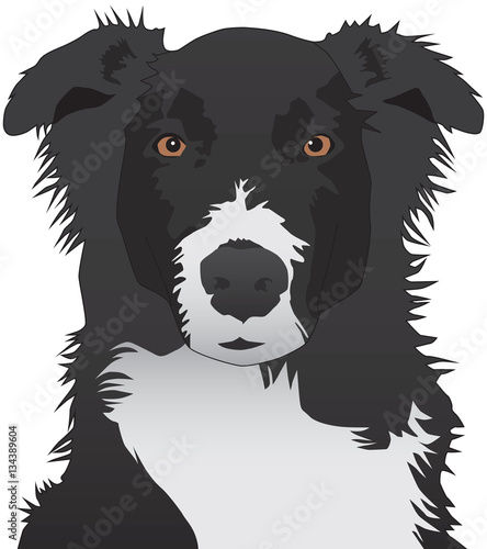 Eager Australian Shepherd is staring expectantly toward the viewer
