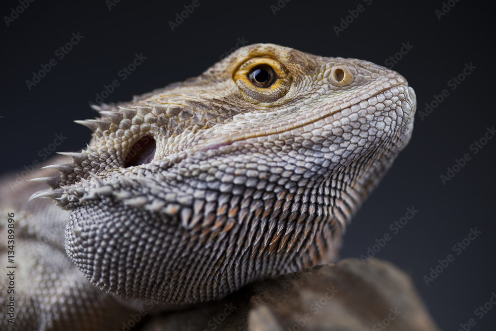 Fototapeta premium Pet, lizard Bearded Dragon on black background
