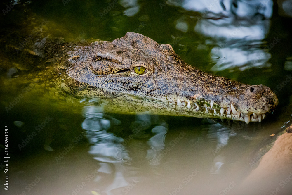 Naklejka premium Crocodile du Nil